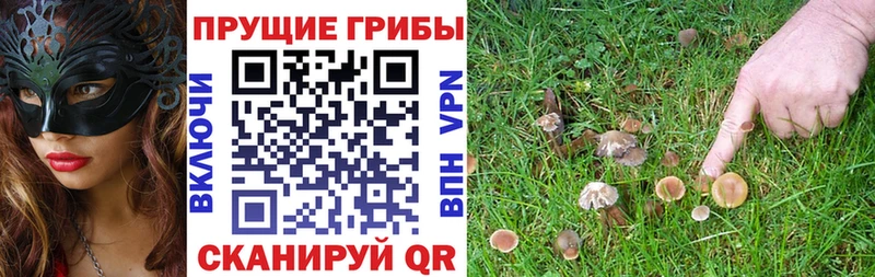 Псилоцибиновые грибы мухоморы  магазин продажи наркотиков  Борзя 